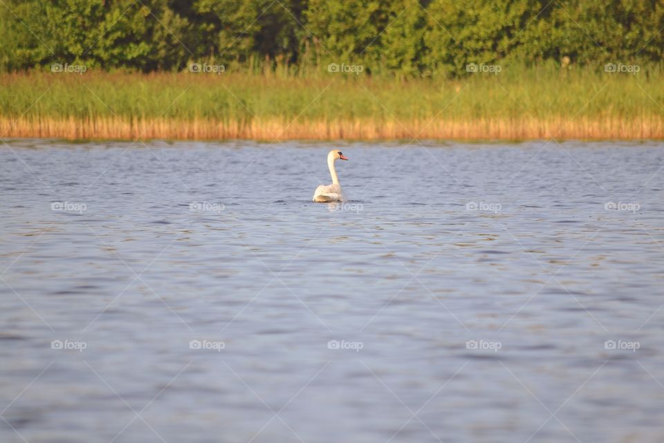 Swan in the wilderness