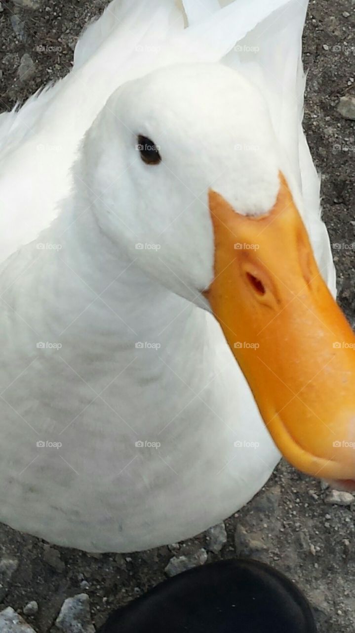 Dudley the white duck posing