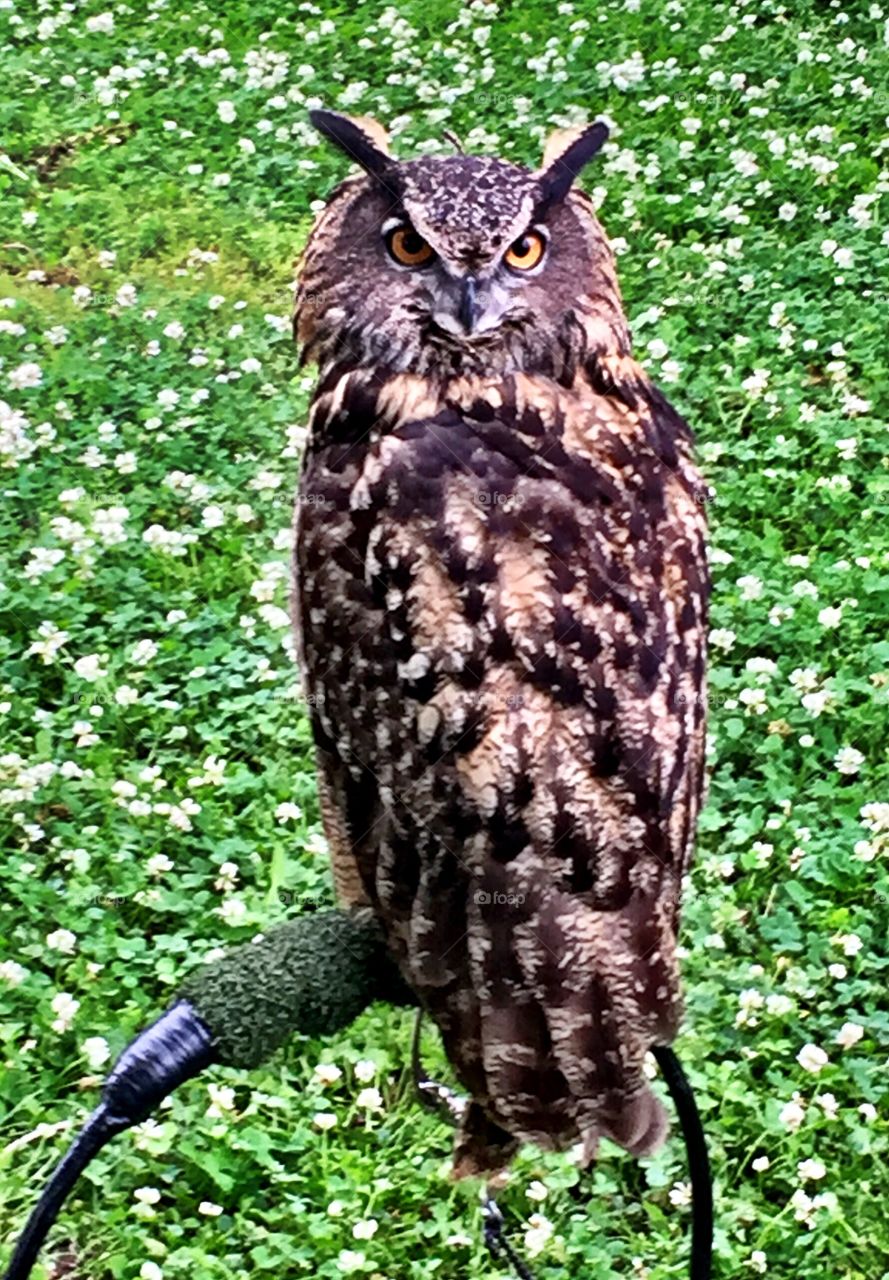 Portrait of eurasian eagle owl