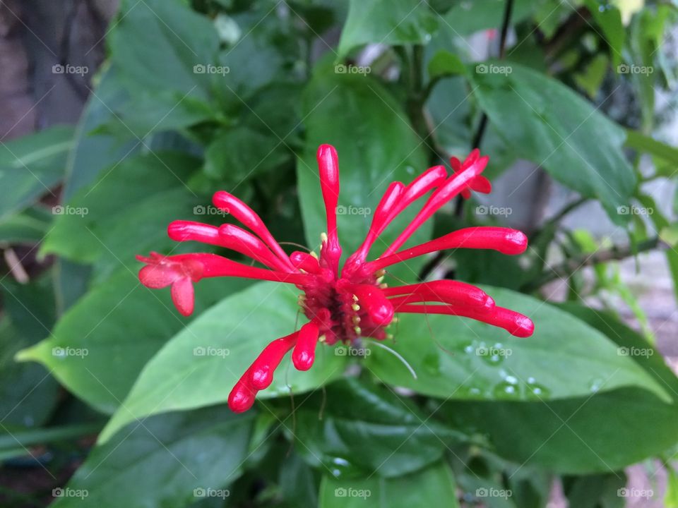 Brilliant red bloom, that seems to explode like fireworks, against the deep green foliage of the garden