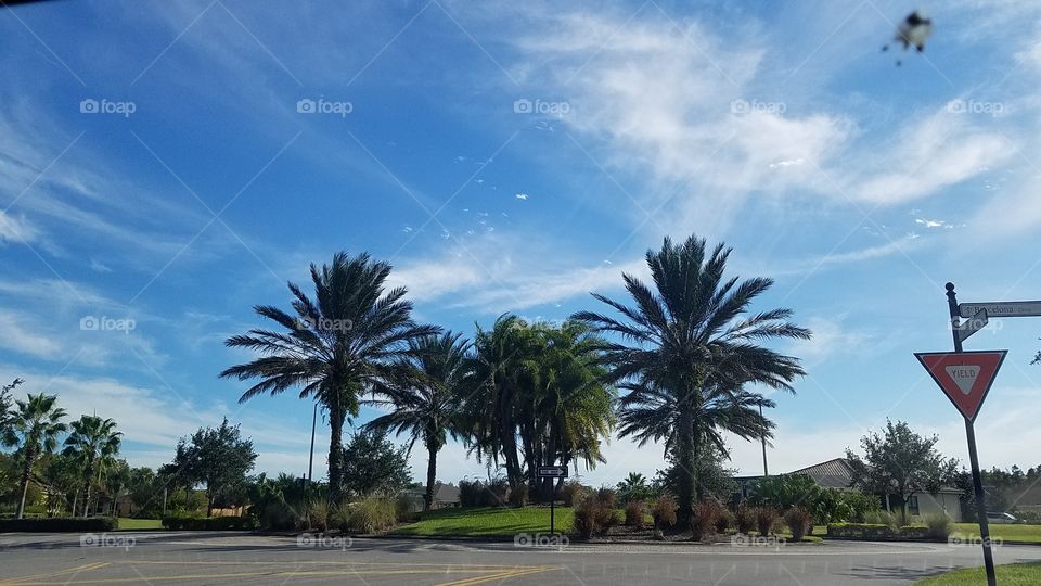 The Florida PalmTrees