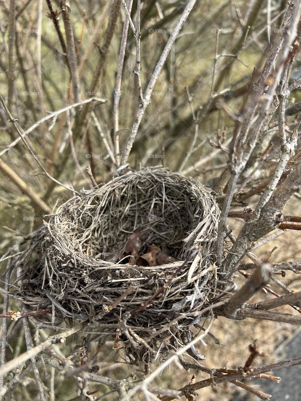 Nest