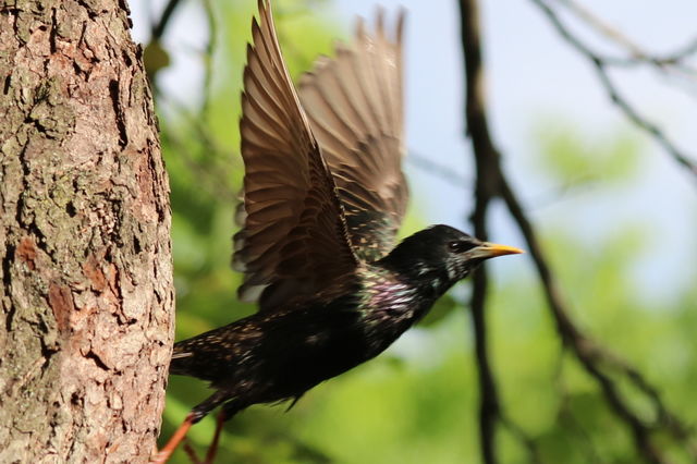 Flying bird