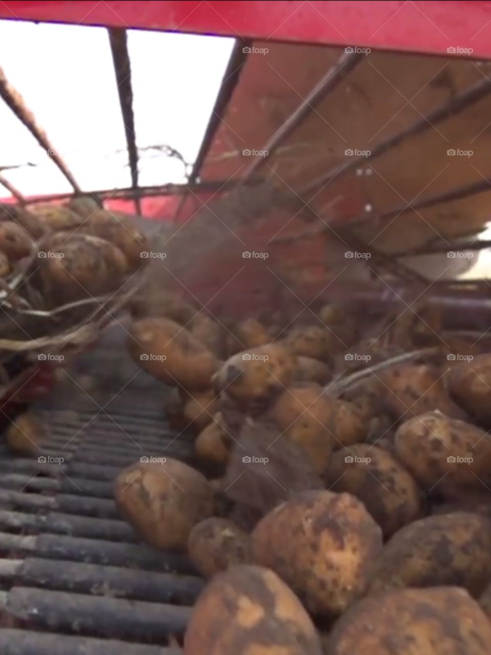 potatoes harvest