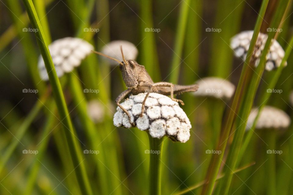 gafanhoto na natureza