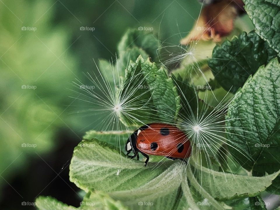 Dandelion Egret and Ladybug…