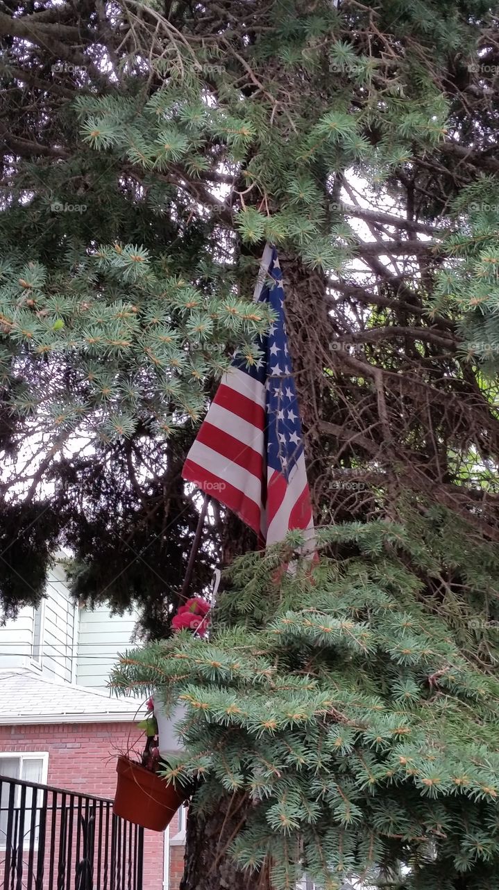 Flag hiding in tree