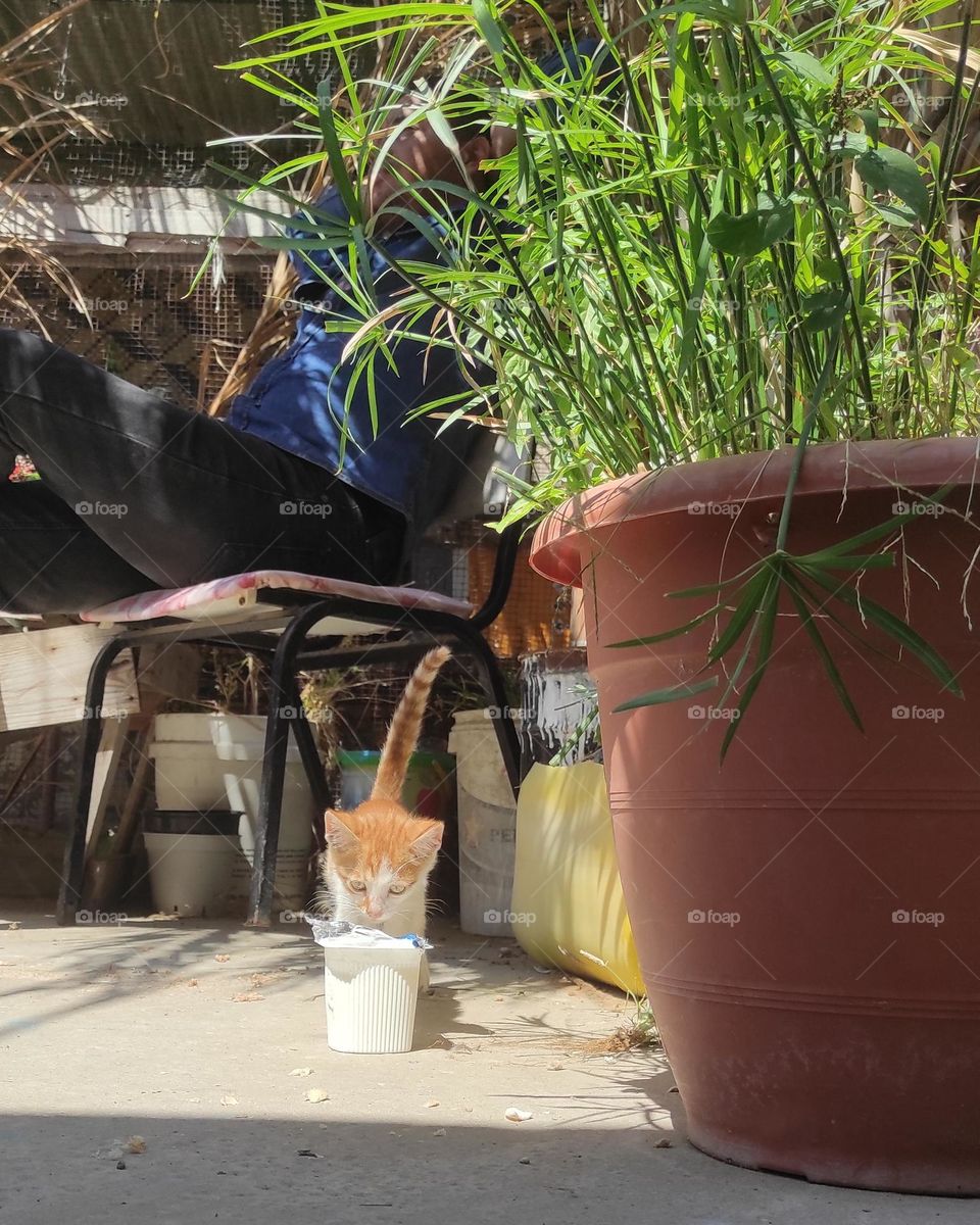 It's a sweet feeling when you feed a hungry kitten