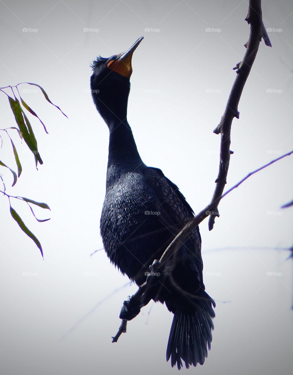 Cormorant on branch