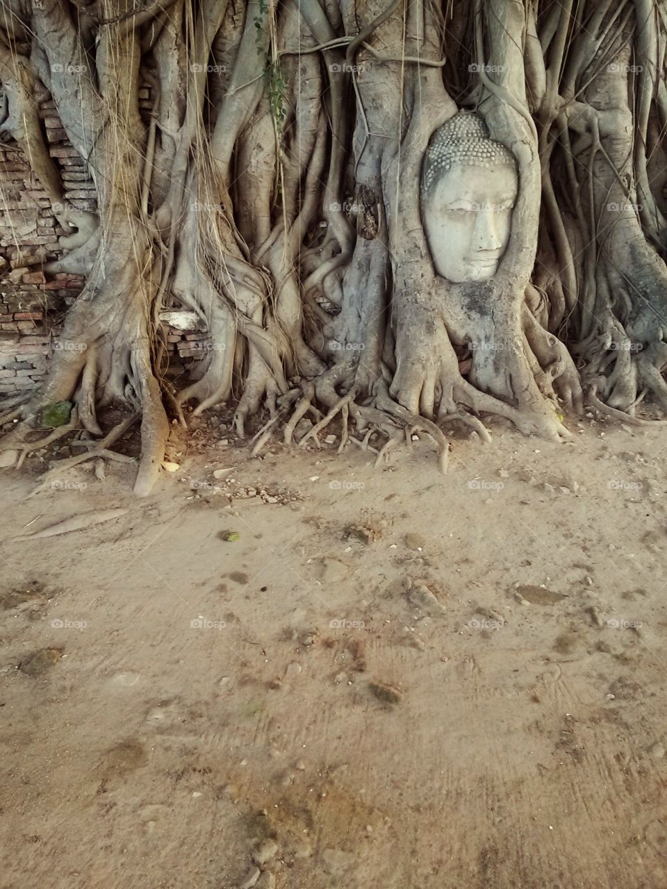 budha pagoda. buddha in the tree