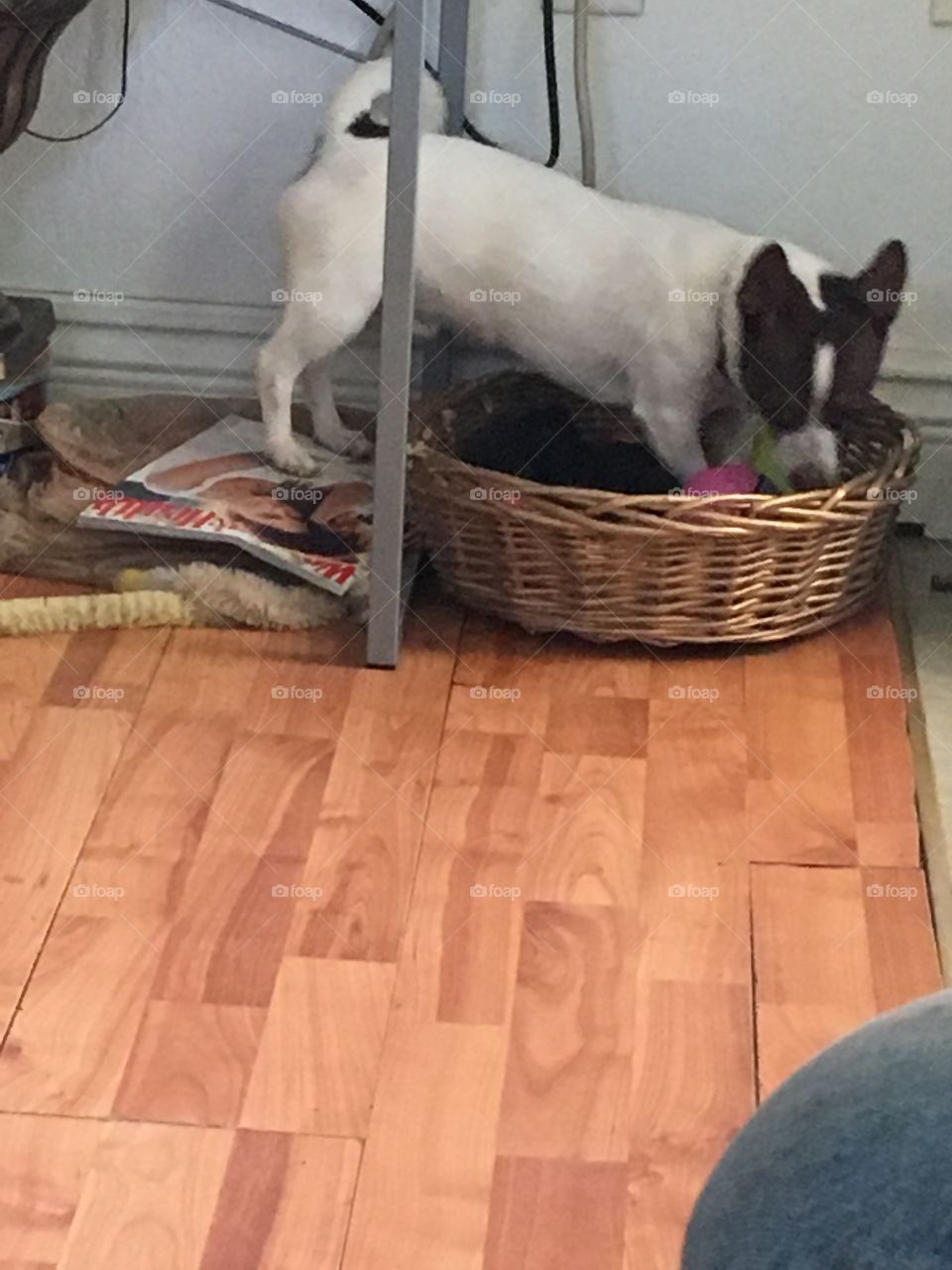 Looking for more toys in the toy basket. Gizmo has most of them scattered across the house.