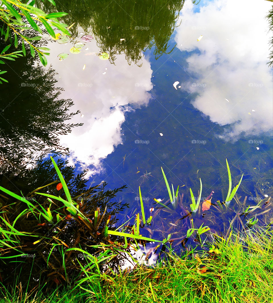 Reflection in the pond