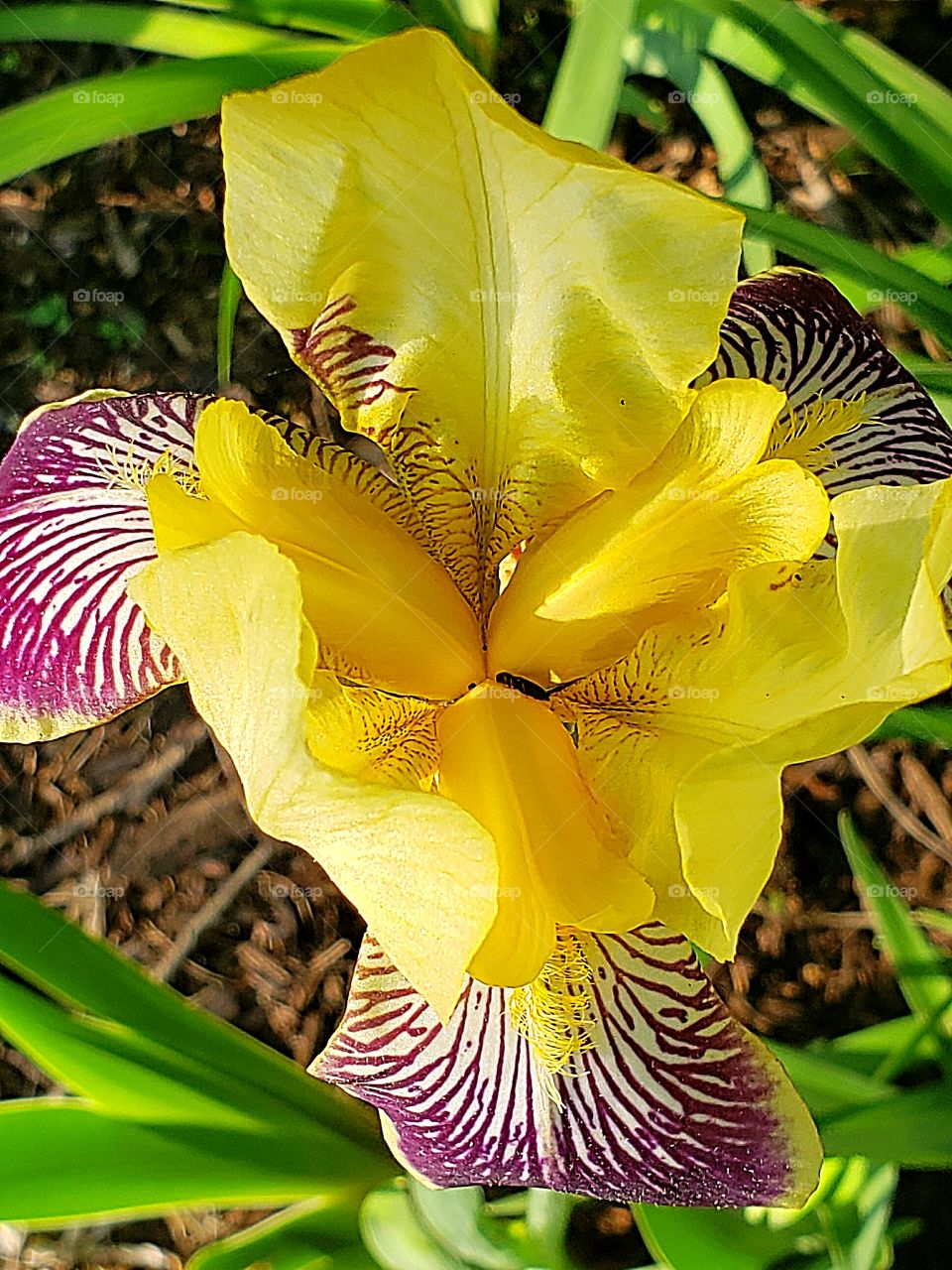 close up of a yellow iris flower