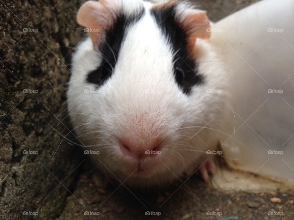 Extreme close-up of guinea pig