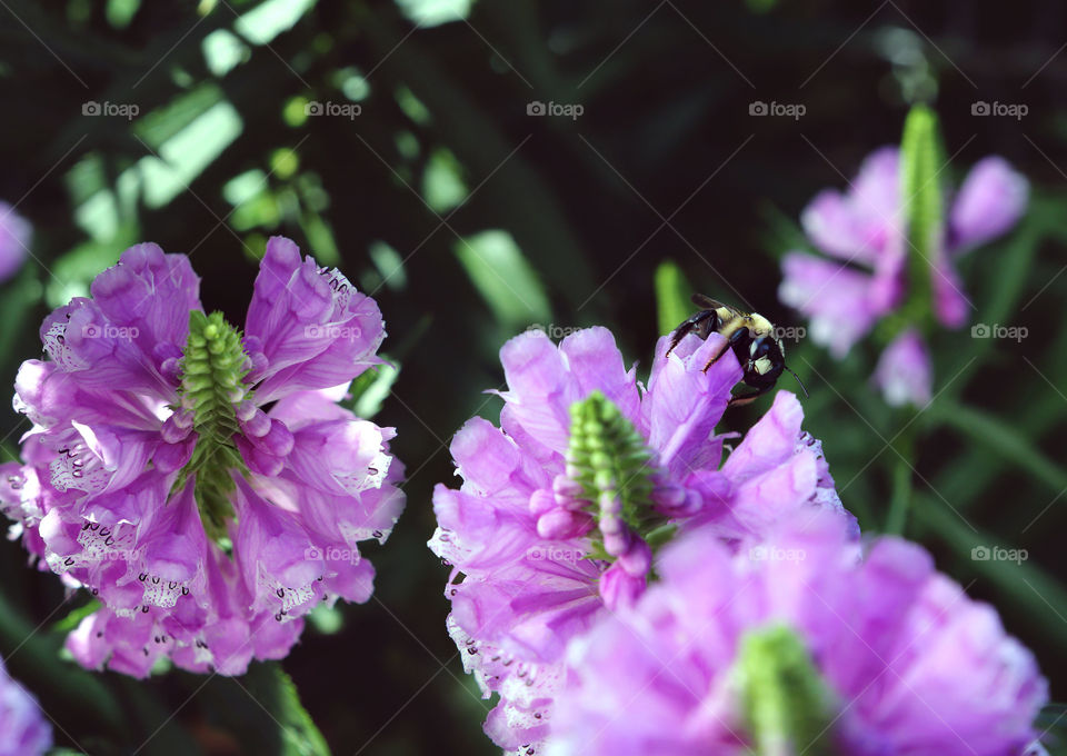 Purple summer flowers 