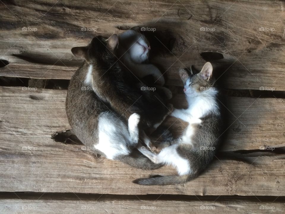 Group of cat sleeping on wood table