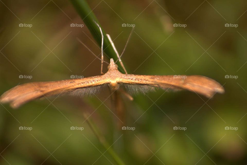 This is a brown plume,a specie of moth,known as stenoptilia pterodactyla.