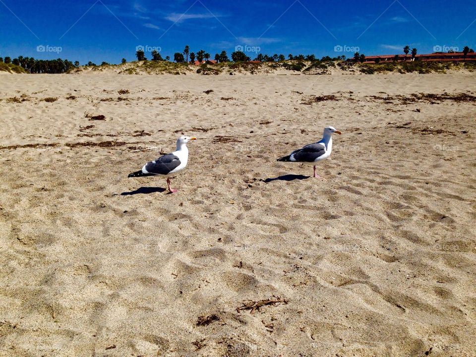 Seagulls