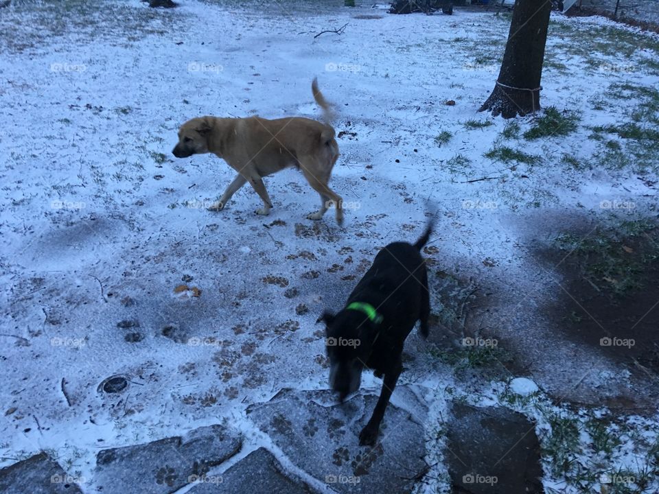 Last winter in the back yard the dogs in joying a little snow. There favorite thing!