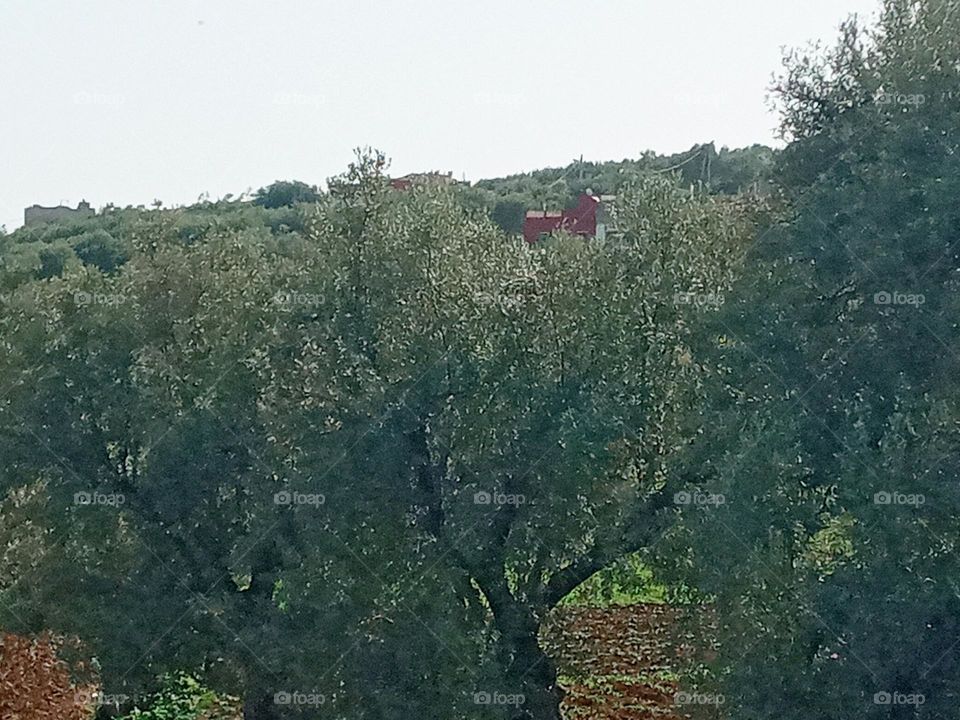 Photo Olives trees