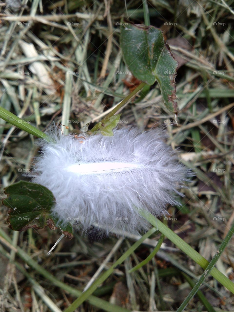 Feather