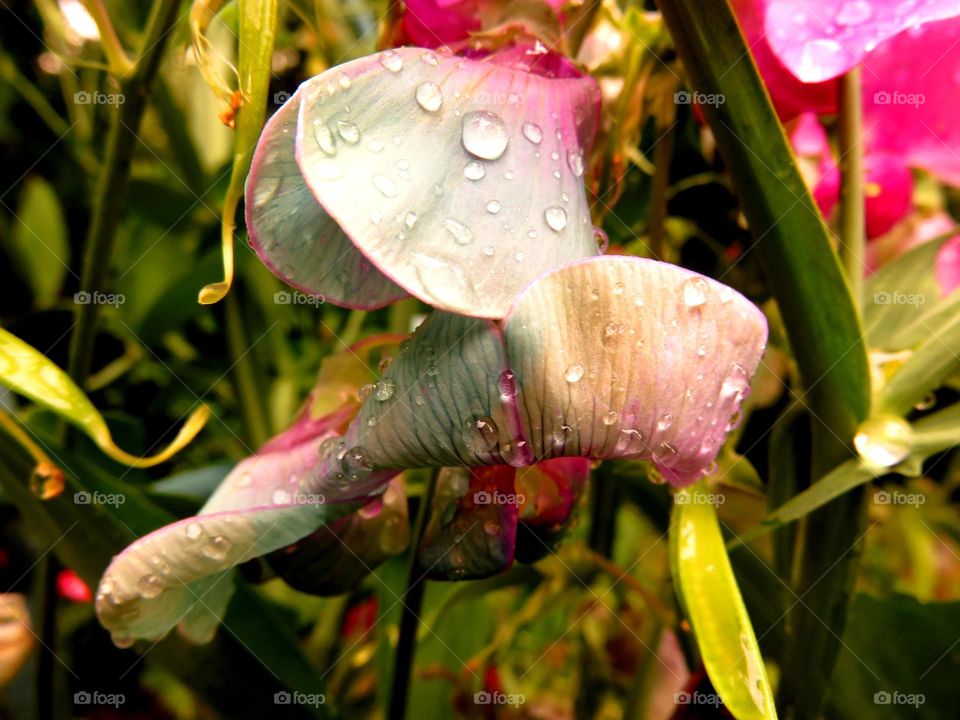 petals and droplets