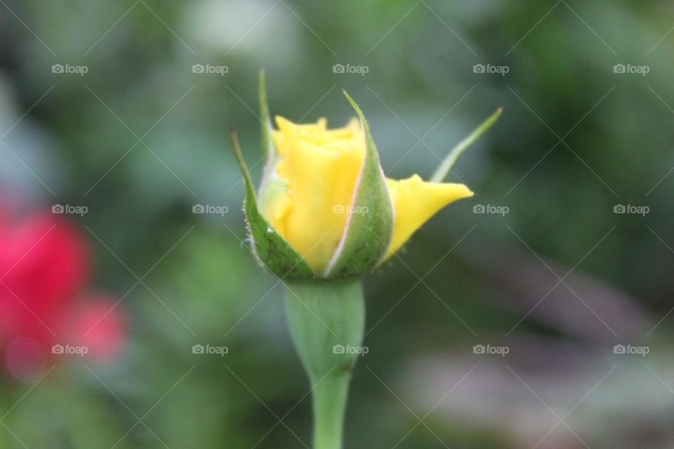 yellow rose bud close up