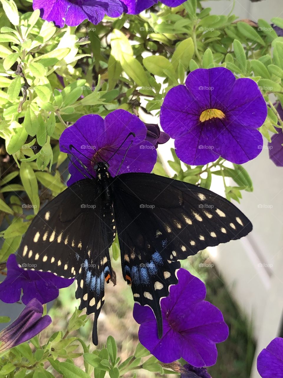 Beautiful colorful swallowtail butterfly open wings on flowers 