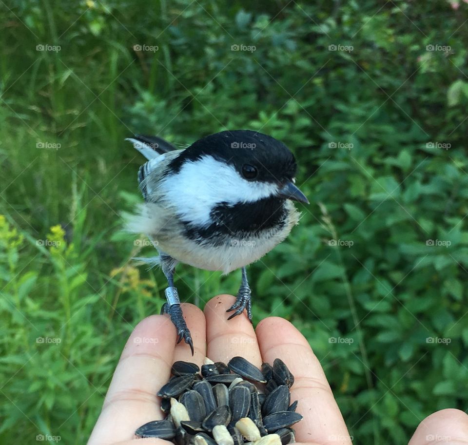 Chickadee 