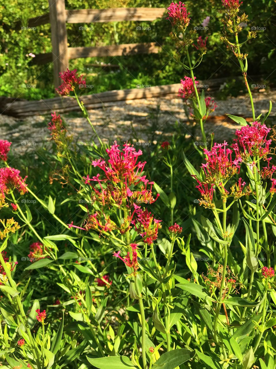 Pink Blooms by Fence