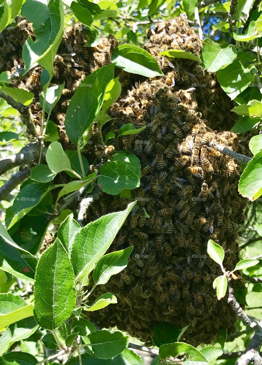 Honeybee Swarm