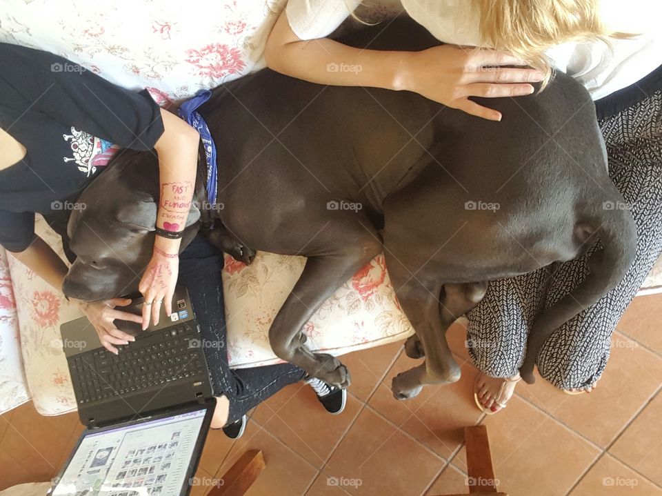 work with great dane