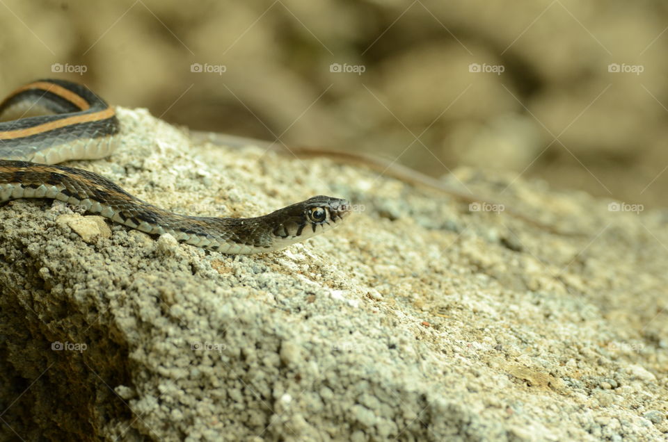 Indian local Snake
High res images
FOCUS on hair NOT on the costume (max. half body, no full body)
With a nice background (don't use vacation kind of photos)
From front, side or back perspective
No filters
This mission requires a model release - so don't forget to sign the contract when you upload the photo!

The photos will appear in the Mission after they have been carefully curated
Best 2 photos will get 200$ and $100 each.