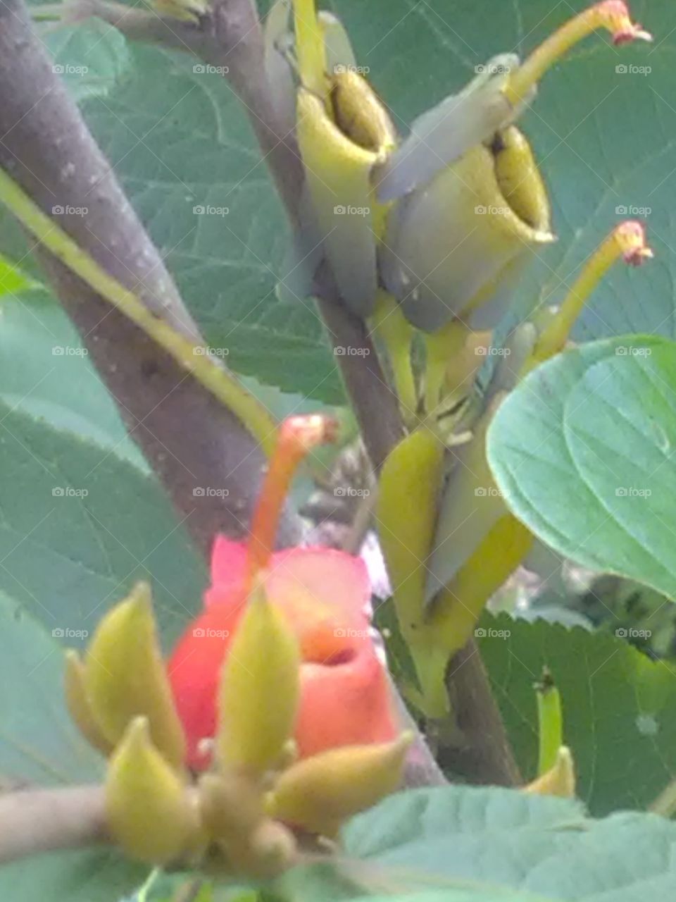 This is very important for flowers hunting small insect.