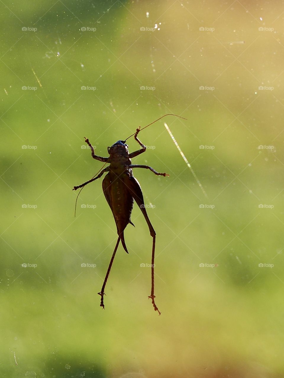 grasshopper on glass