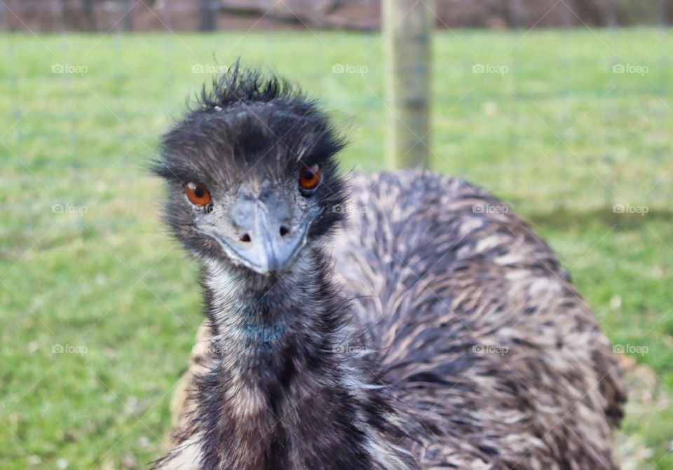 Emu