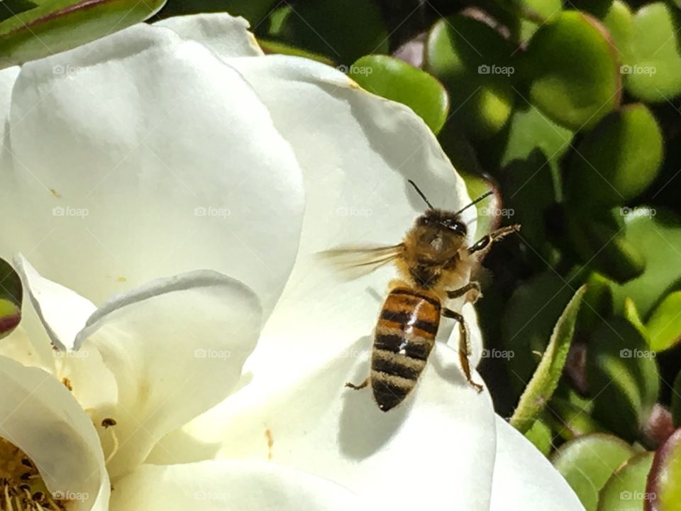 Closeup of a hoverfly on an orange blossom in fruit orchard