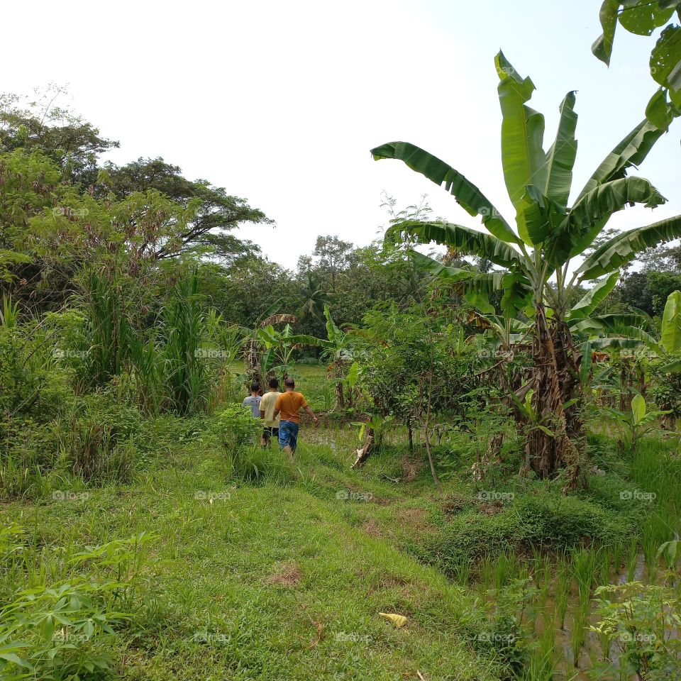 Views of rice fields with beautiful natural surroundings