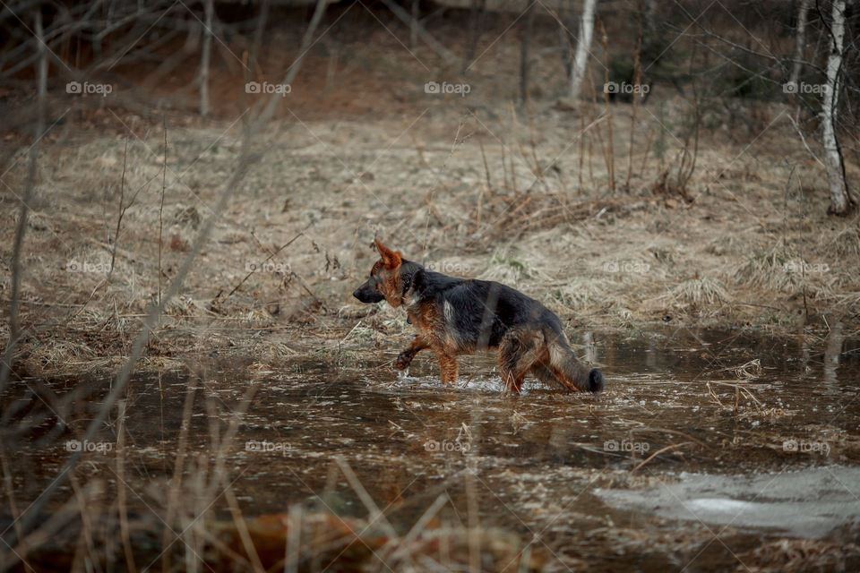 German shepherd young male dog walking outdoor at spring day