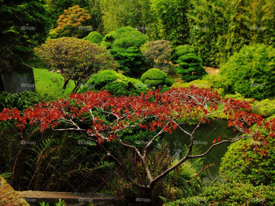 Tea garden