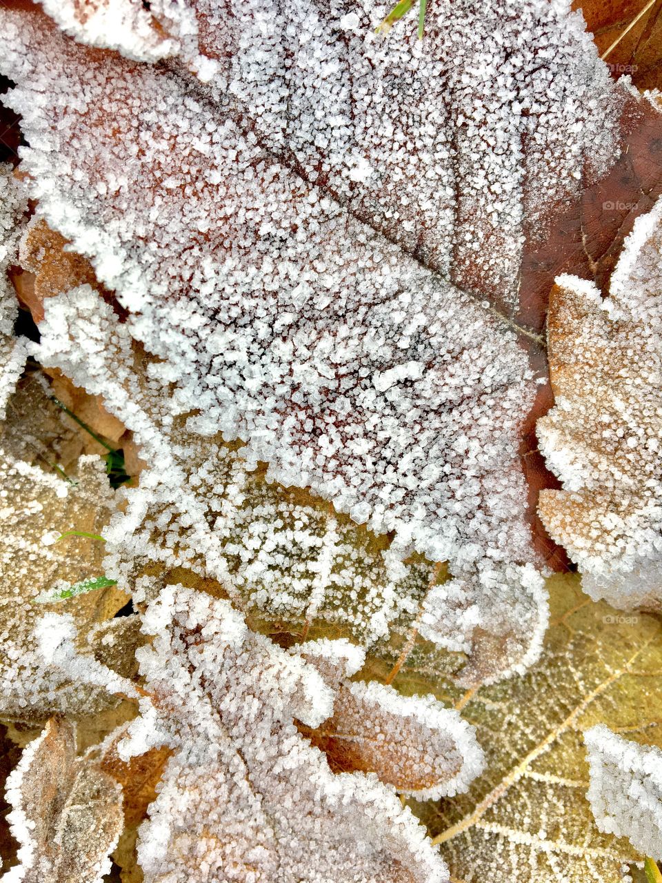  Autumn Leaves  on the Forest Fluor  with Ripe Weather Details 
