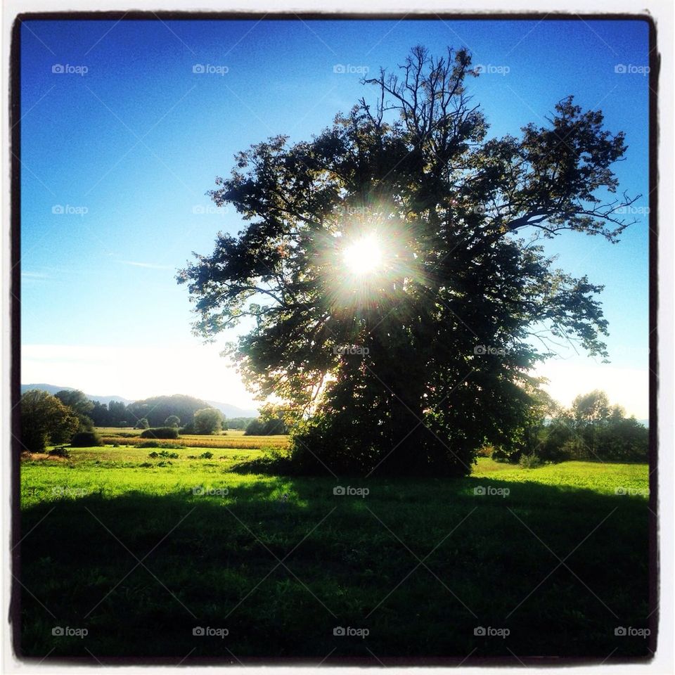 Sunset behind a tree