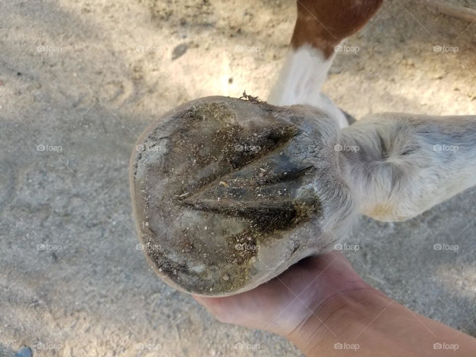 Picking up a horse's front hoof.