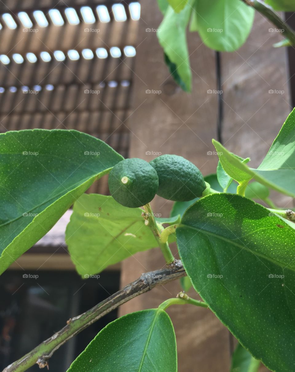 Twin Baby Limes