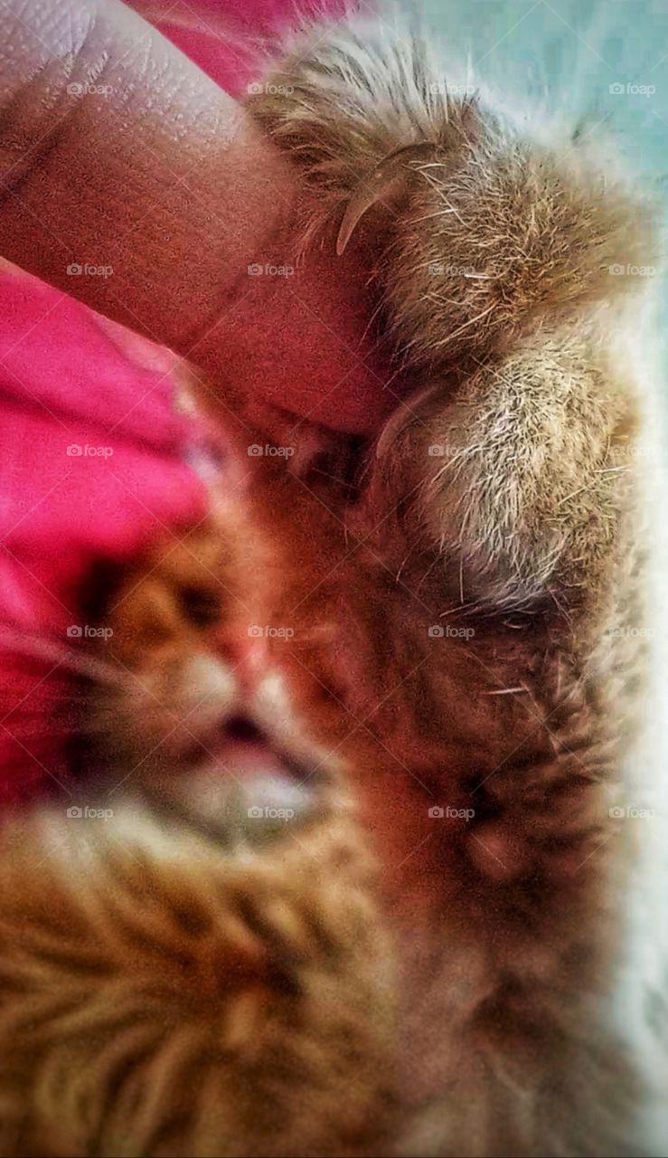 cat's paw♡