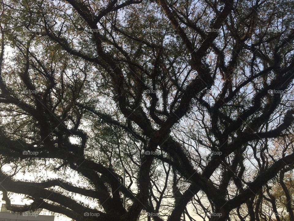 Big tree small leaves