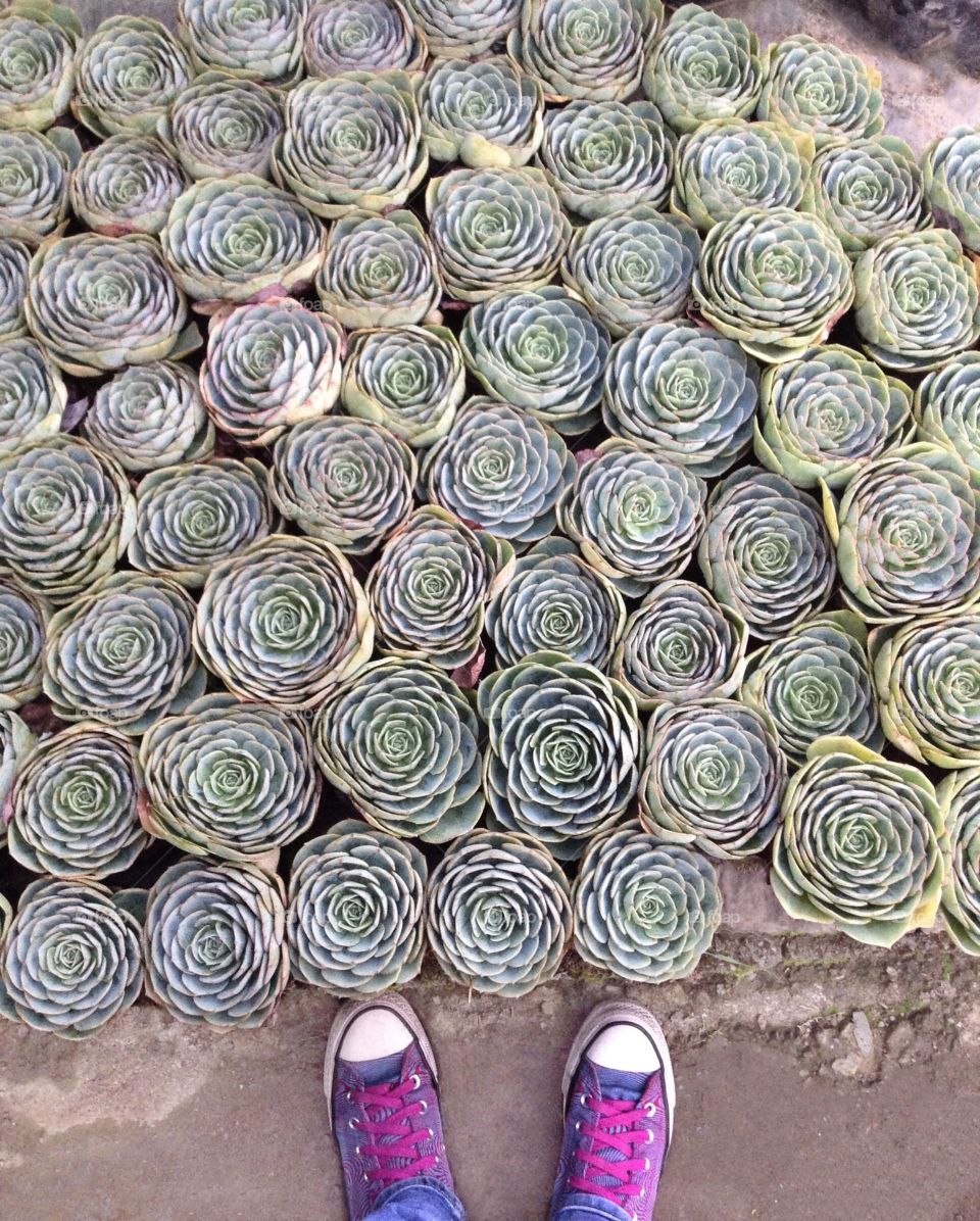 Standing in front of succulents