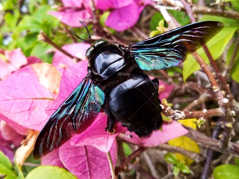 Big black bee...