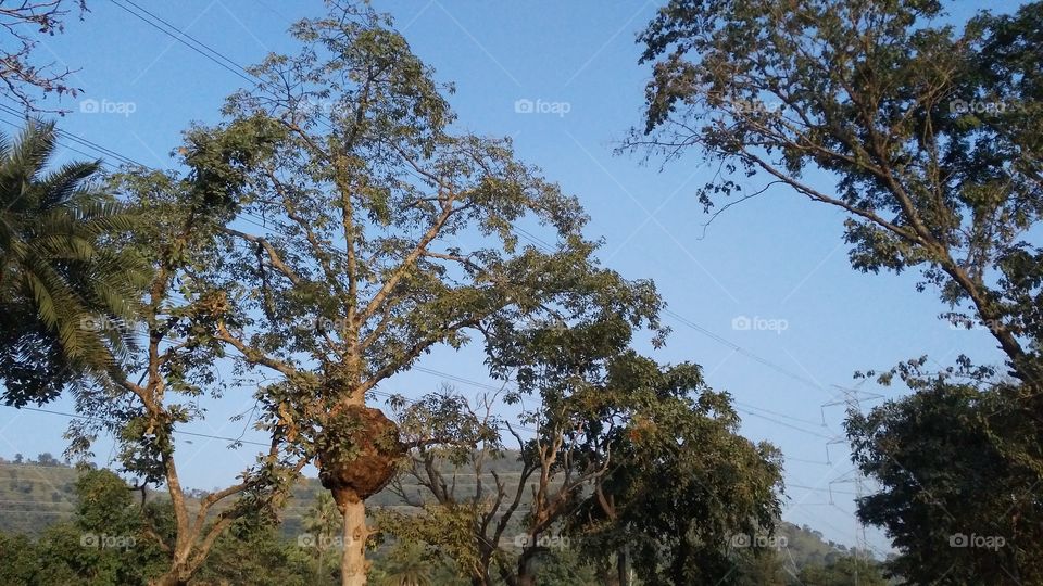 A very beautiful tree in the forest and a lump in the stem with it, which is very beautiful.