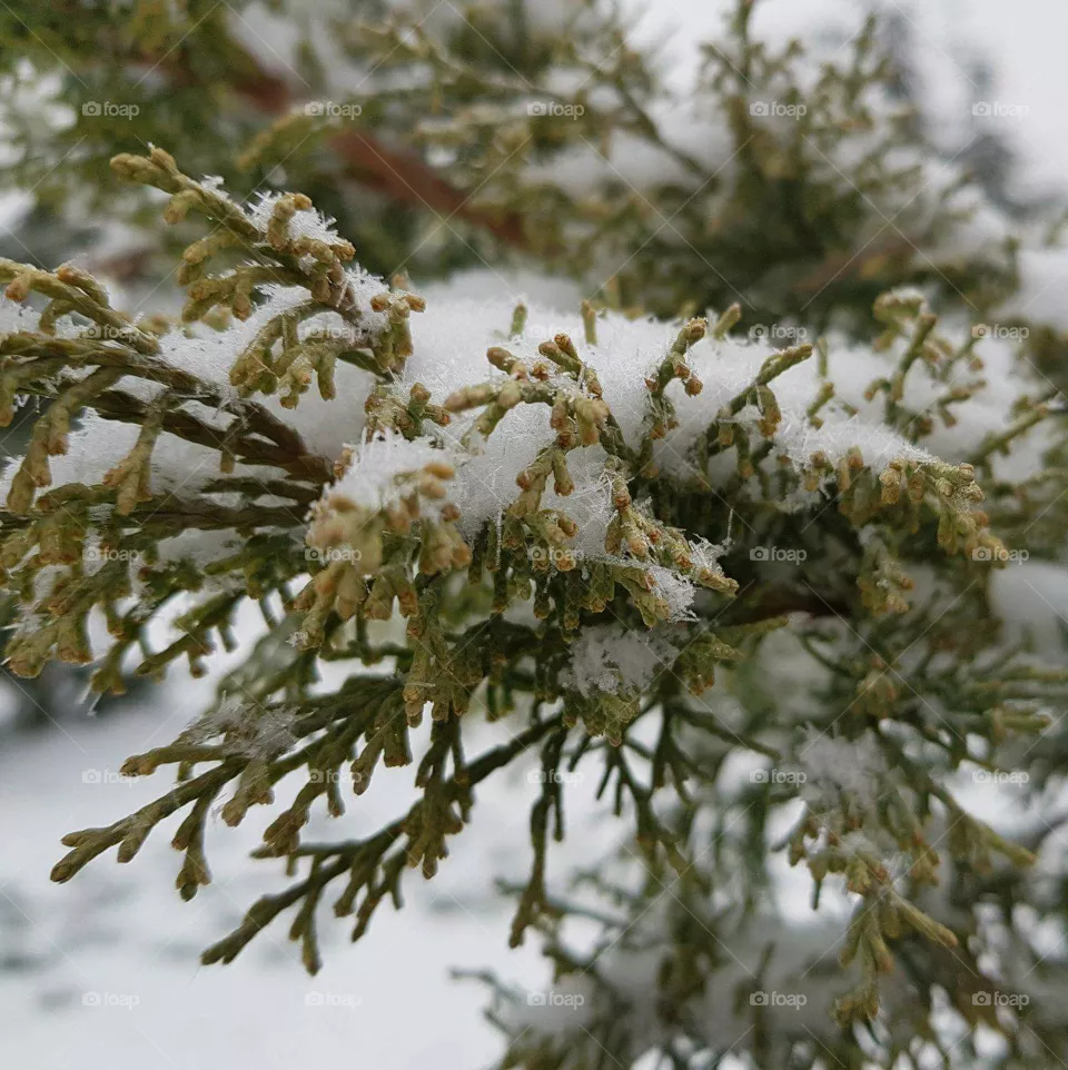 wintertime